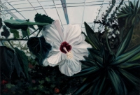 Andrzej Roszczak // z serii Botanical Garden Hibiscus / 2012