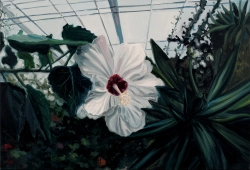 Andrzej Roszczak // z serii Botanical Garden Hibiscus / 2012
